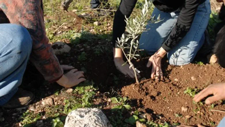 אילוסטרציה