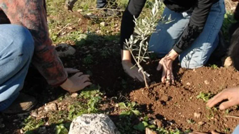 )Tree planting (illustration