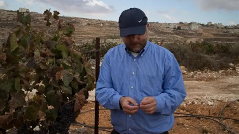 In the vineyards of Bet El