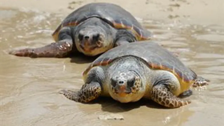 סכנה בעזה. צבים, ראו הוזהרתם