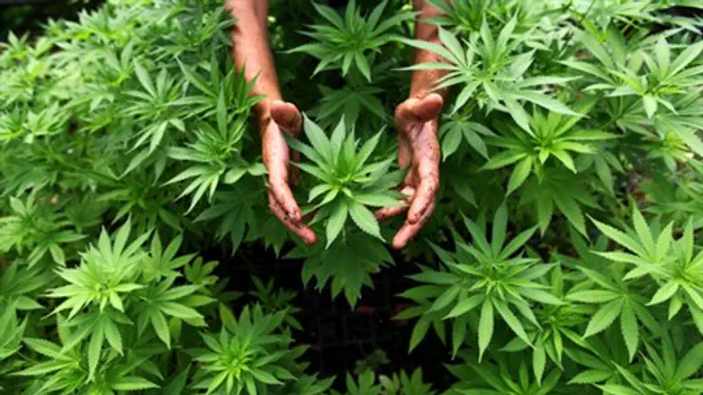 Marijuana in Israel