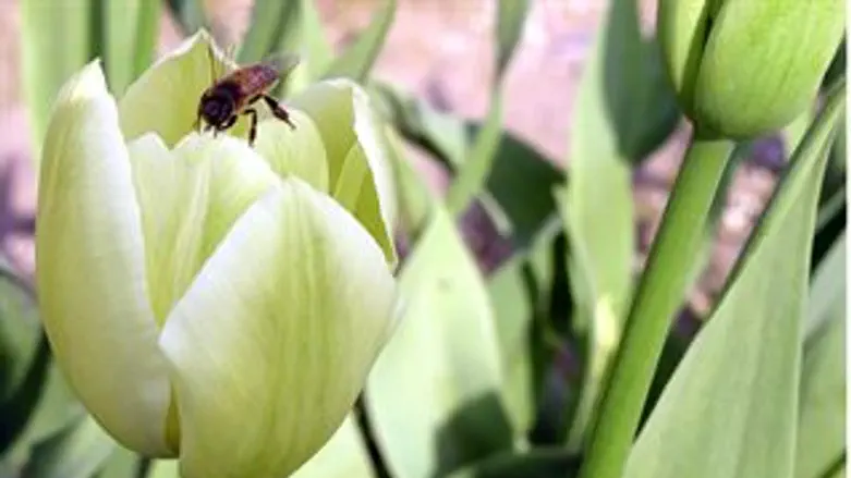 צלם: רם שדמון