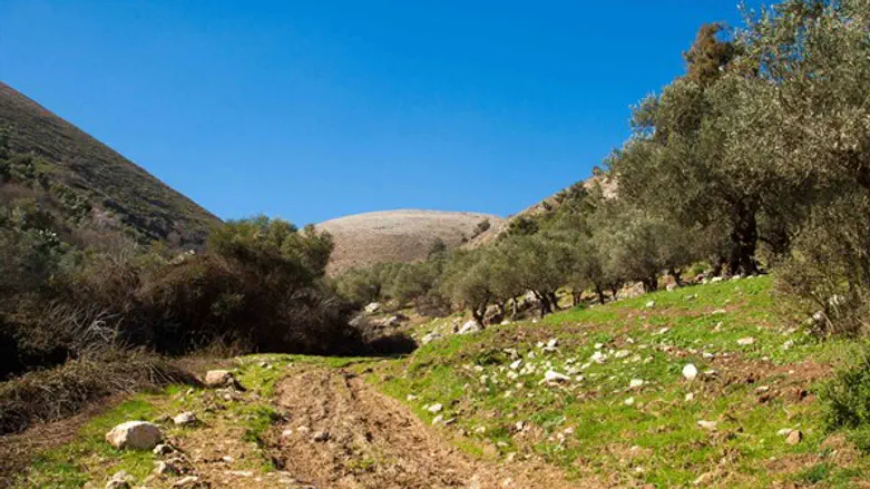 עצי זית, שקד, רימון ותאנה עתיקים