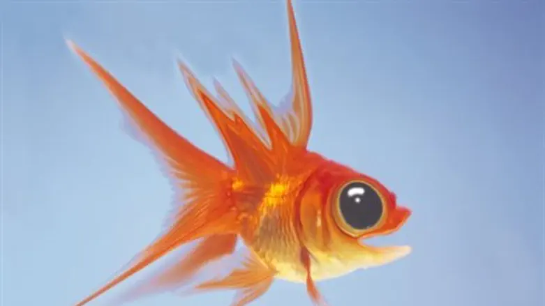 Goldfish (illustration)