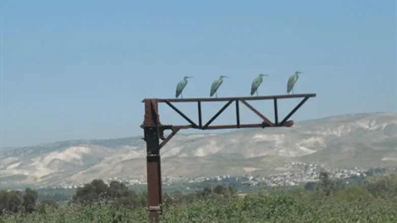 תחרות זיהוי צפרים