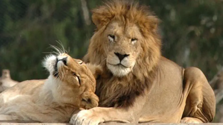 Lion and cub (illustration)