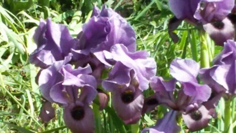 אירוס הארגמן