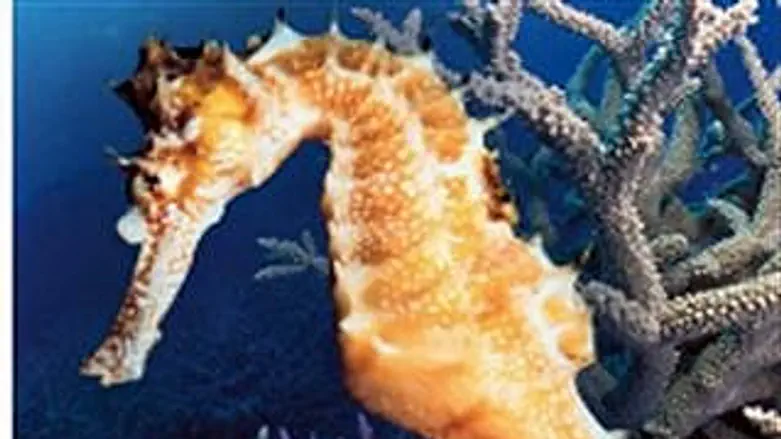 סיפורה של טיפה