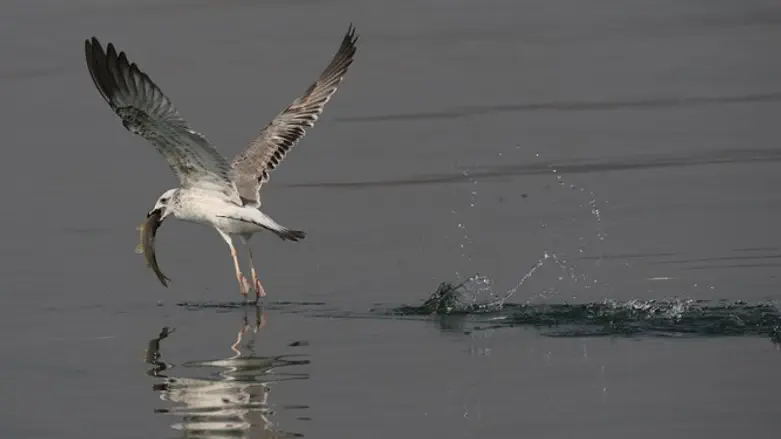 להם יהיה מותר לדוג...