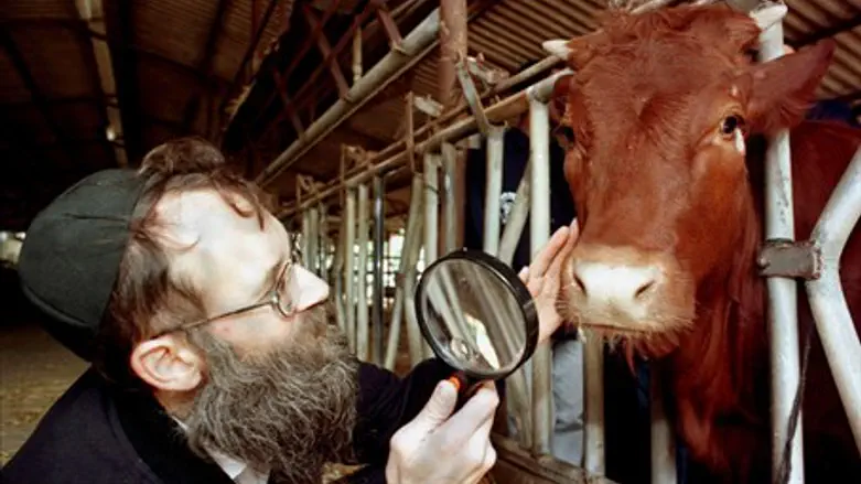 Rabbi inspects a red heifer (file)