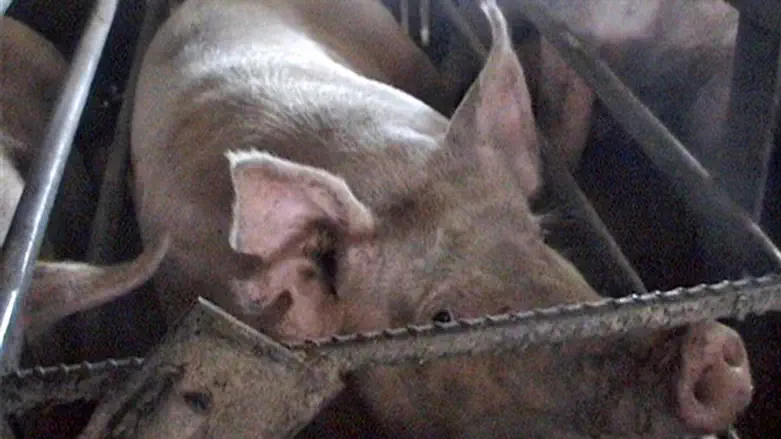 אילוסטרציה