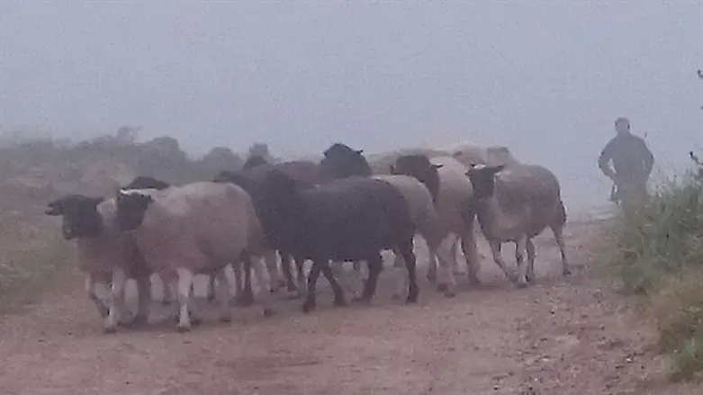 חלק מהכבשים שאותרו לאחר הגניבה