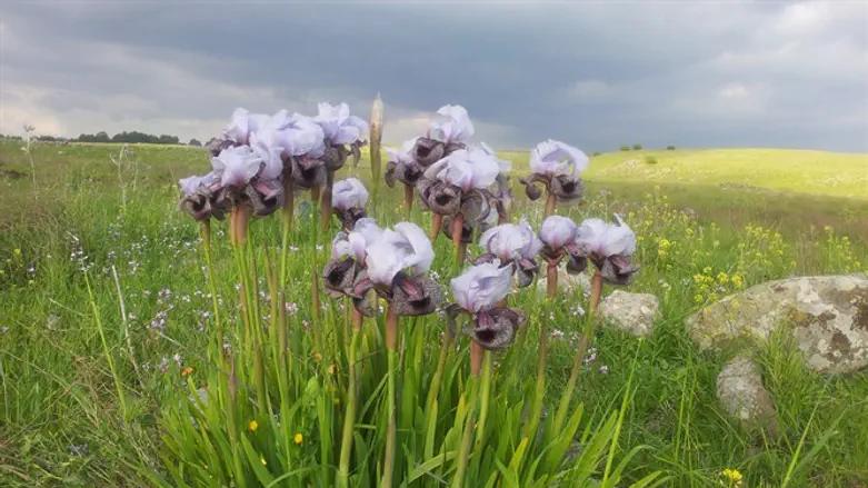 ירוק ברמת הגולן