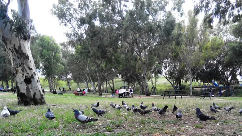 אלטרנטיבה חינמית. פארק הירקון