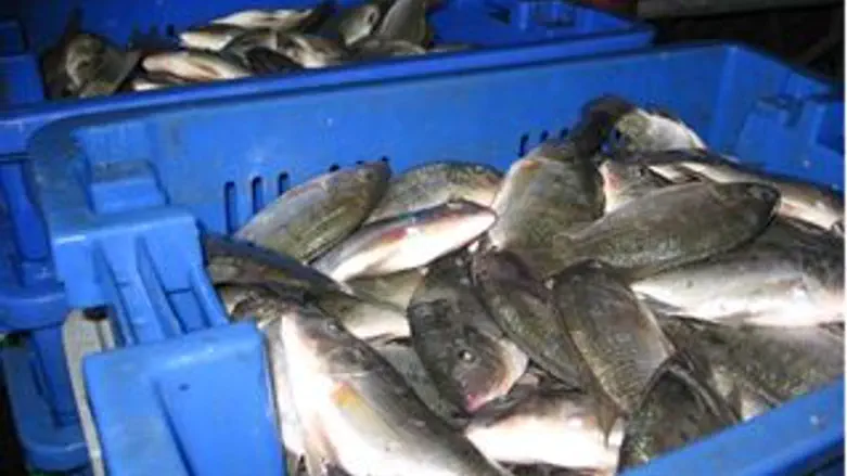 דגי האמנון שנתפסו אתמול