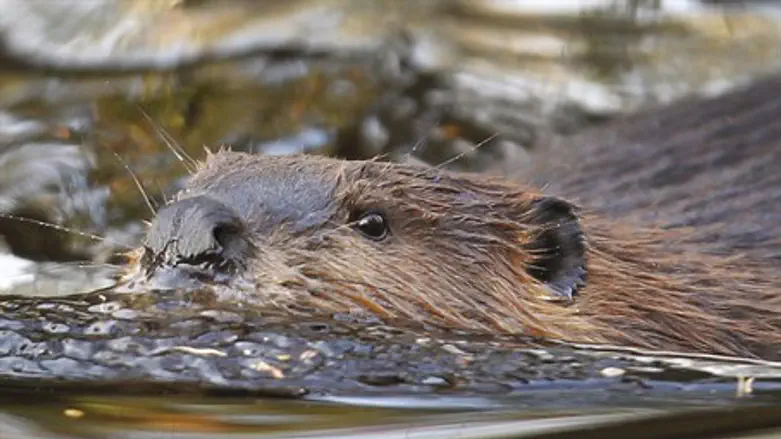 Beaver (illustration)