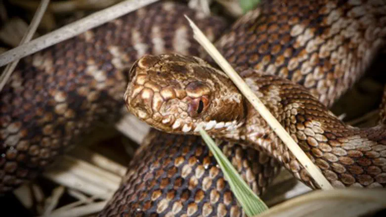 Adder snake (illustration)