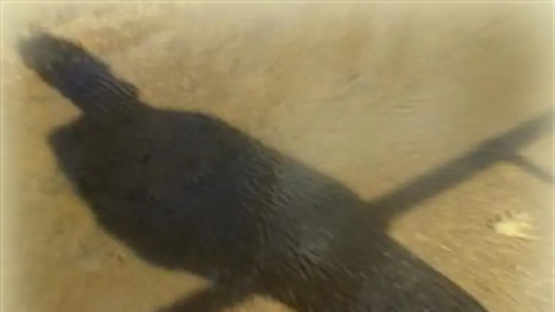 Thinking of Raoul Wallenberg