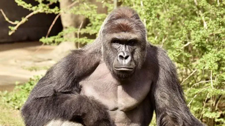 Harambe the gorilla