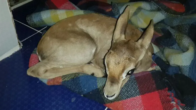 העופר שנמצא בשכם