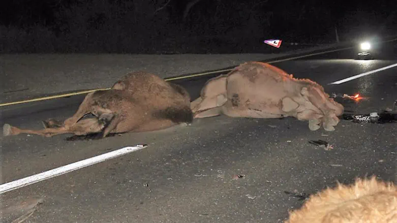 הצעת החוק תציל חיים