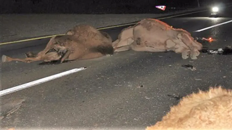 Законопроект, призванный спасти жизнь