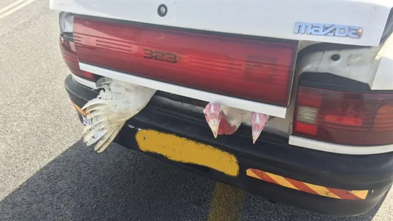 נתפס בגוש עציון