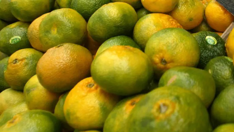 קלמנטינות. ארכיון