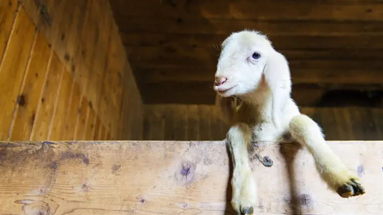 שימושים רבים ומגוונים
