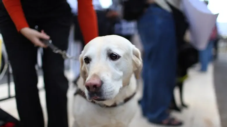 כלב נחייה. אילוסטרציה