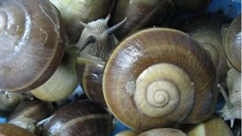 החלזונות שנתפסו