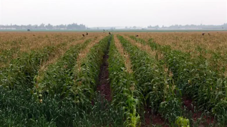 Agriculture (illustration)