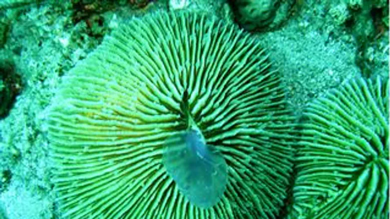 אלמוג בולע מדוזה