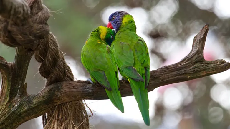 לגלות כל יום דימוי חדש