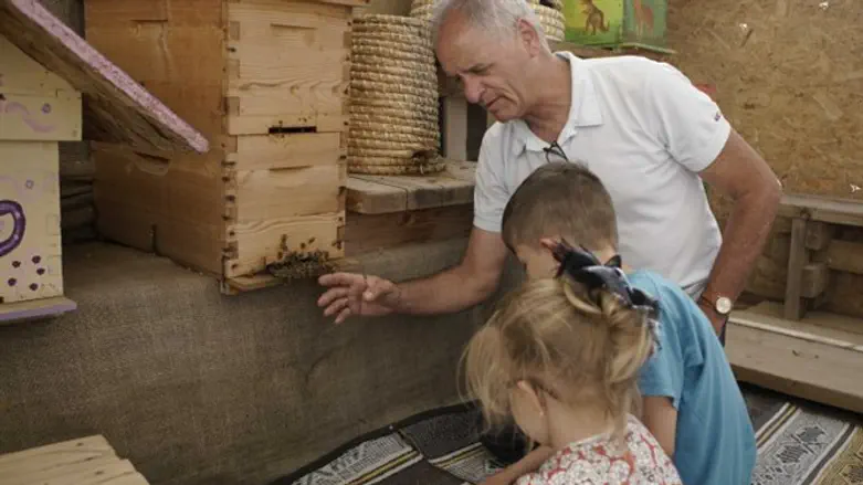 דבורים על הגג