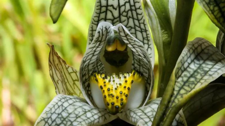 פרחים בפוקוס