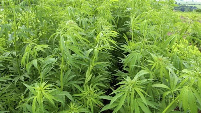 Cannabis (file)