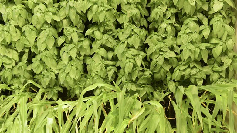 מחקרים מוכיחים ששילוב יערות מאכל אורבניים במרחבים ציבוריים מוביל לשיפור בביטחון התזונתי