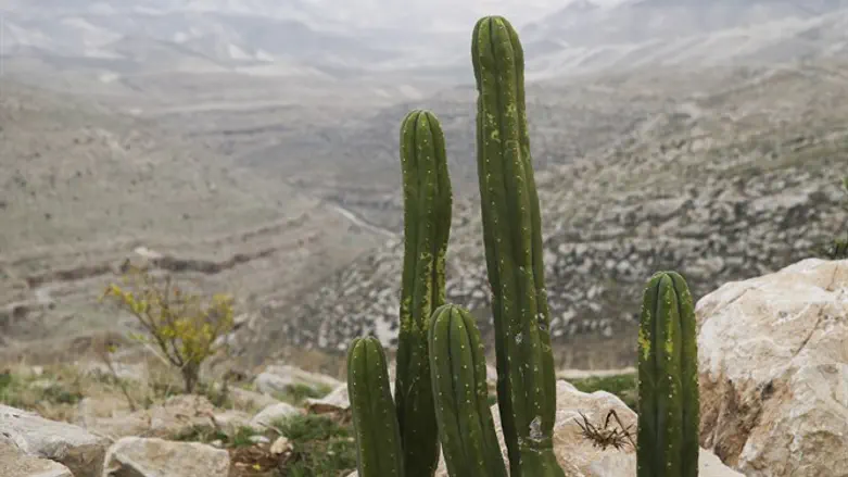 View from Tekoa in northern Judean desert