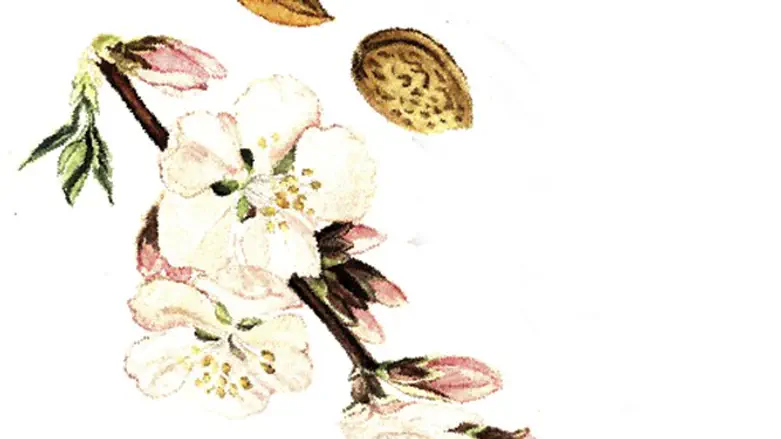 השקד- מחלוקת או שלום?