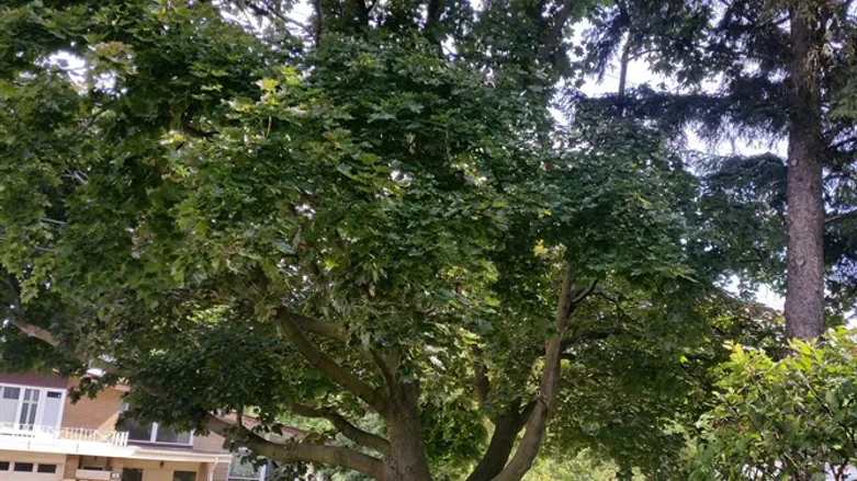 עץ המייפל סימלה של קנדה