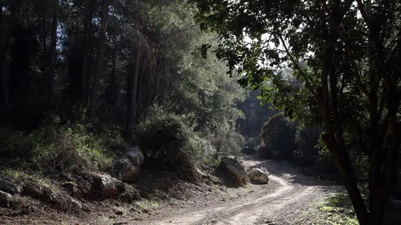 Forest in Israel (illustrative)