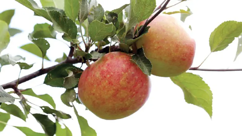 תחת התפוח עוררתיך