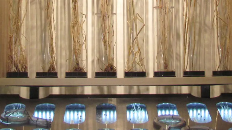 פיתוח זנים של חיטה