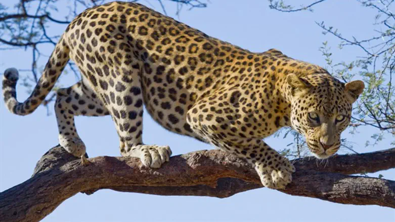 Леопард (Иллюстрация)