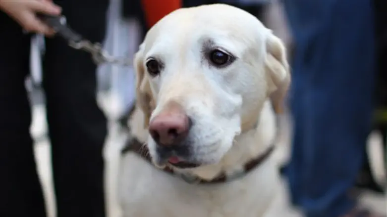 Not allowed on the taxi (Illustration)