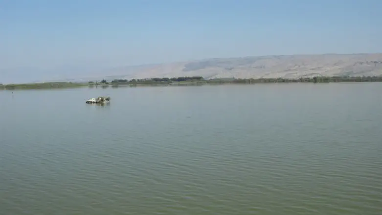 אגמון החולה