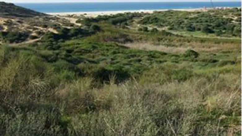 כביש וינגייט נתניה