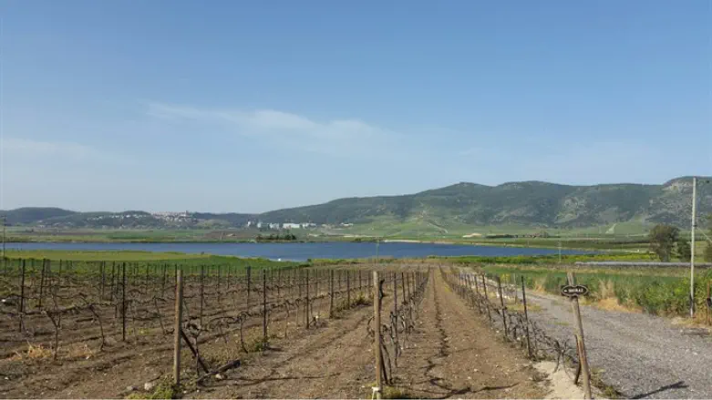 שדות בעמק יזרעאל. נלחמים בהתנכלות לחקלאים