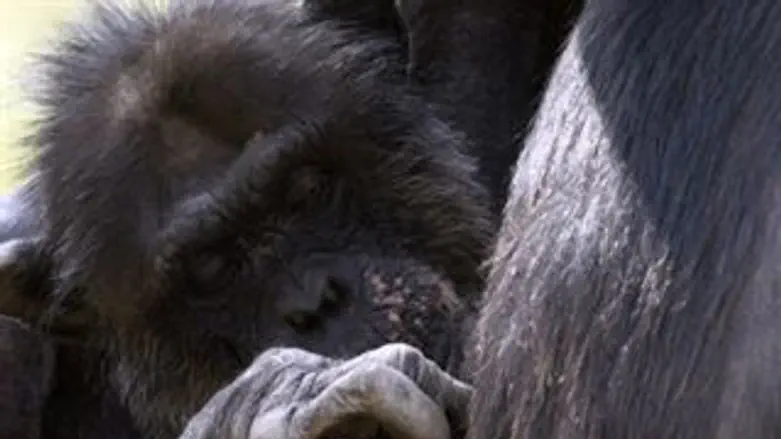 למצולם עשוי להיות קשר לאמור בכתבה